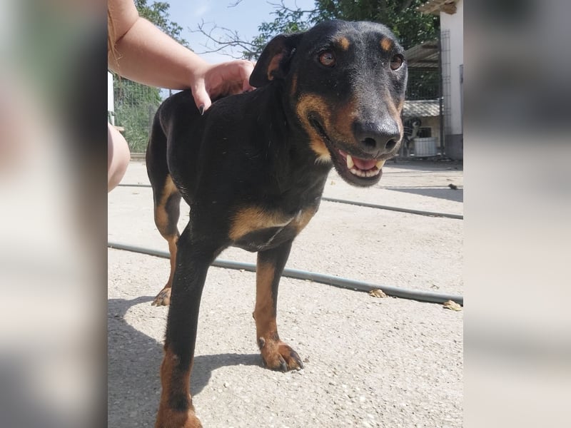 Zlatka eine Kämpferin