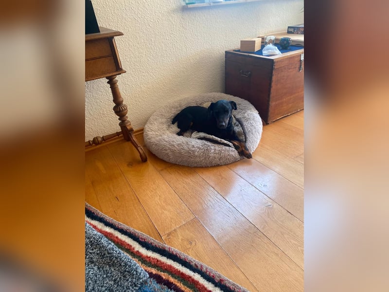 Kleiner Jagdterrier Krampus sucht ein Zuhause (wartet in 70794)