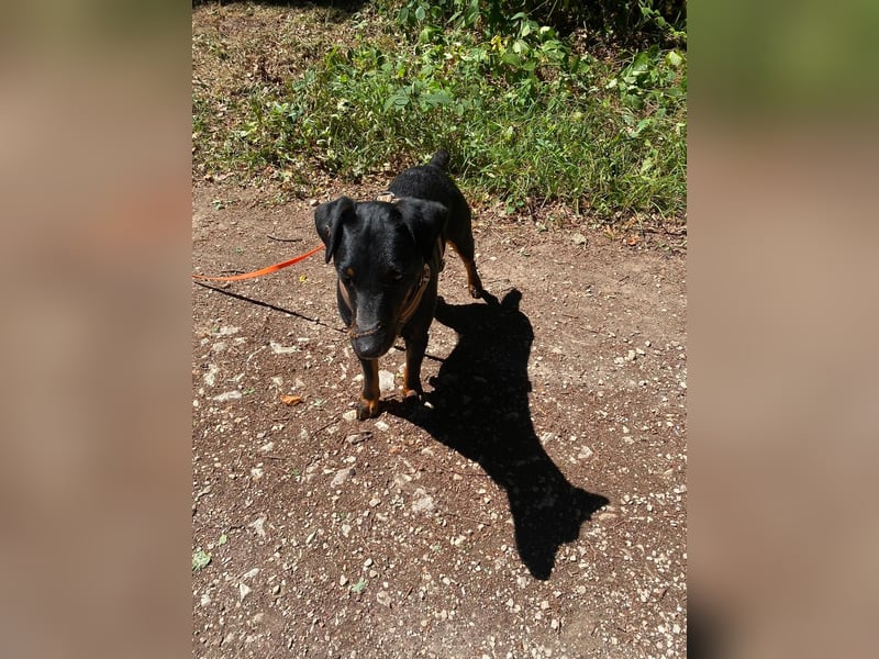 Kleiner Jagdterrier Krampus sucht ein Zuhause (wartet in 70794)