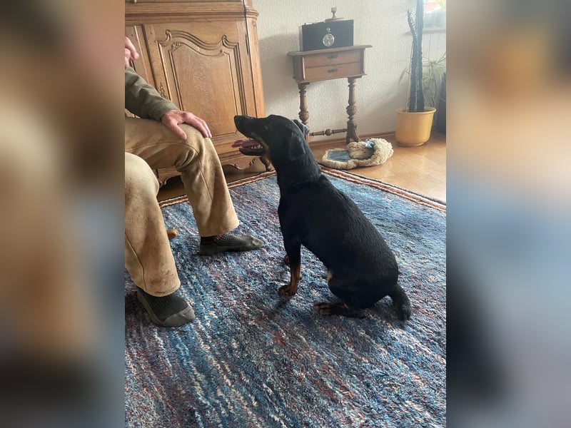 Kleiner Jagdterrier Krampus sucht ein Zuhause (wartet in 70794)