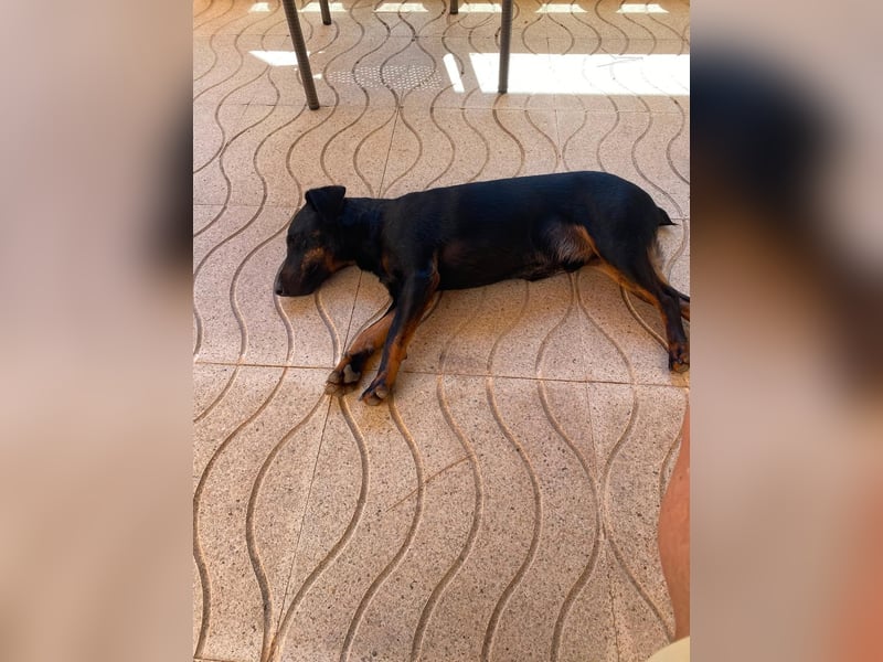 Kleiner Jagdterrier Krampus sucht ein Zuhause (wartet in 70794)