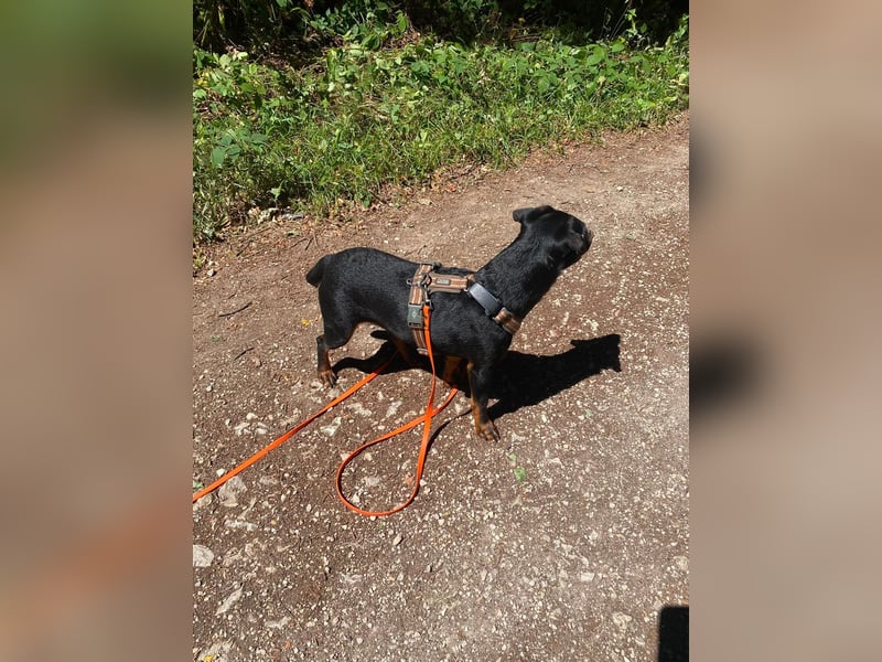 Kleiner Jagdterrier Krampus sucht ein Zuhause (wartet in 70794)