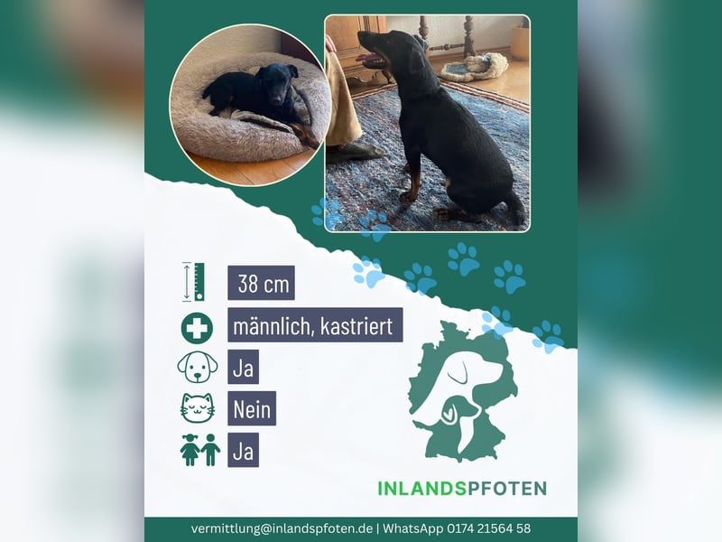 Kleiner Jagdterrier Krampus sucht ein Zuhause (wartet in 70794)