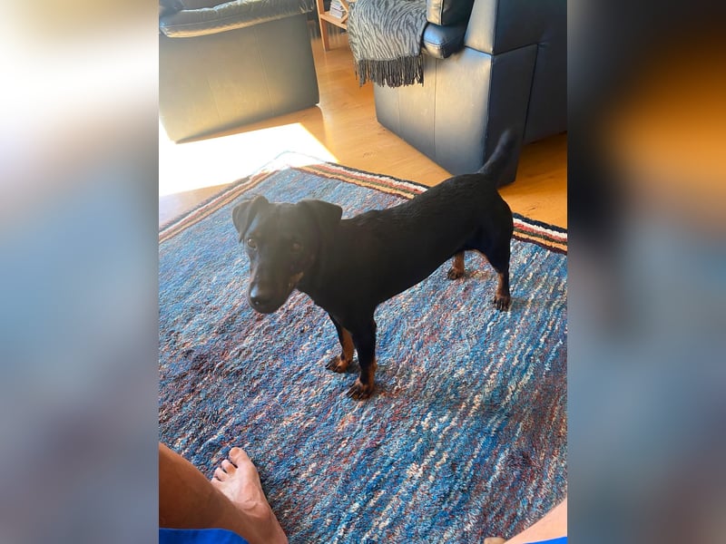 Kleiner Jagdterrier Krampus sucht ein Zuhause (wartet in 70794)