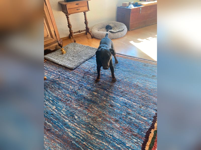 Kleiner Jagdterrier Krampus sucht ein Zuhause (wartet in 70794)