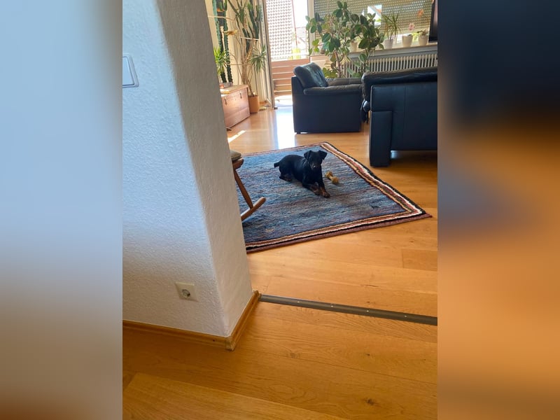 Kleiner Jagdterrier Krampus sucht ein Zuhause (wartet in 70794)