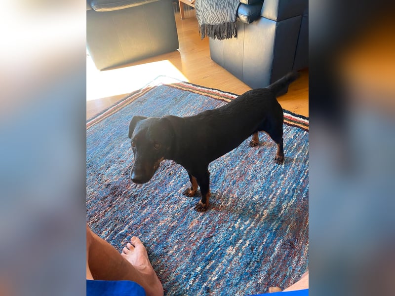 Kleiner Jagdterrier Krampus sucht ein Zuhause (wartet in 70794)