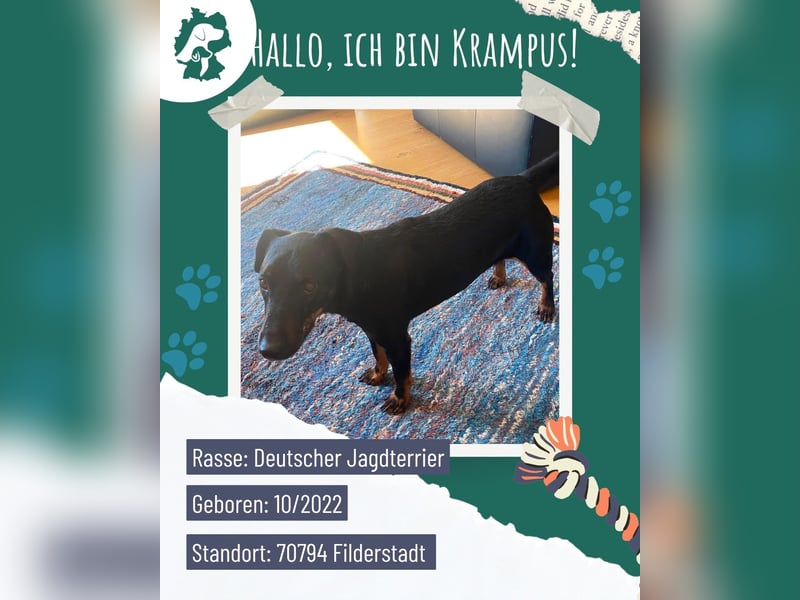 Kleiner Jagdterrier Krampus sucht ein Zuhause (wartet in 70794)