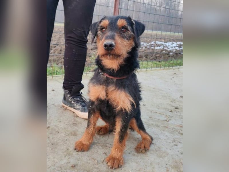 Dino ❤️ neugieriger, aktiver Terrierbub!