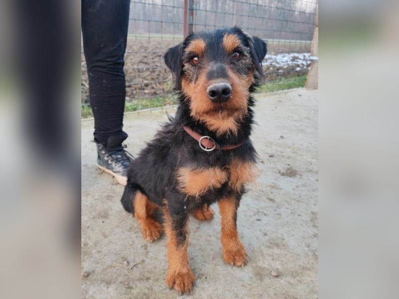 Dino ❤️ neugieriger, aktiver Terrierbub!