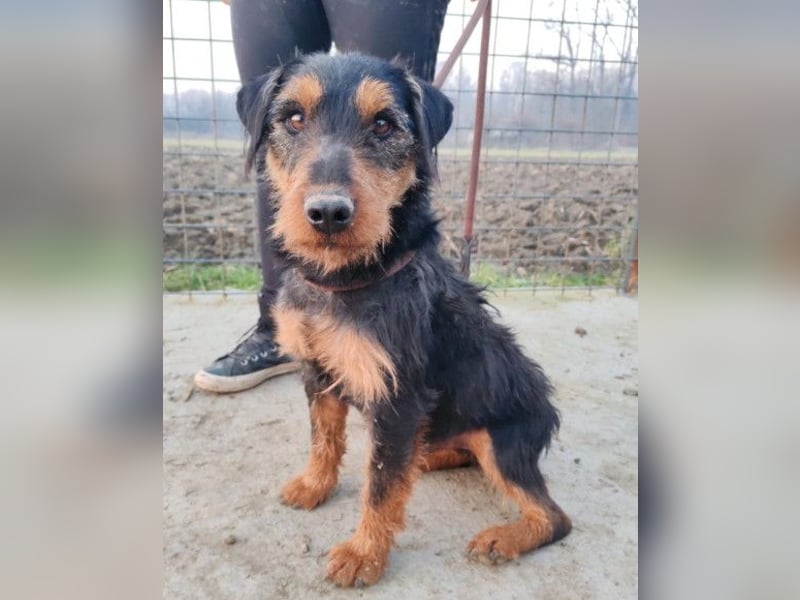 Dino ❤️ neugieriger, aktiver Terrierbub!