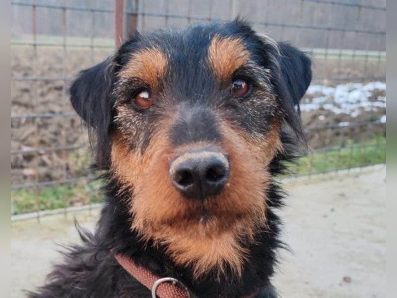 Dino ❤️ neugieriger, aktiver Terrierbub!