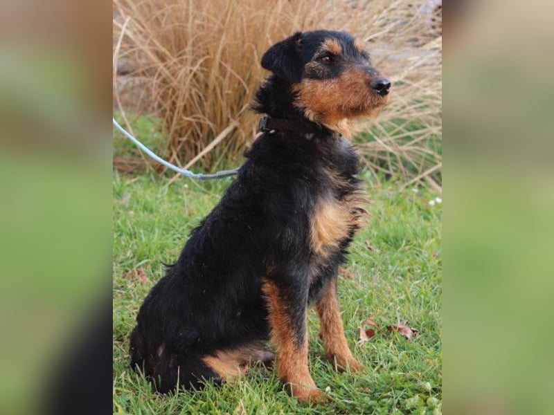 Dino ❤️ neugieriger, aktiver Terrierbub!