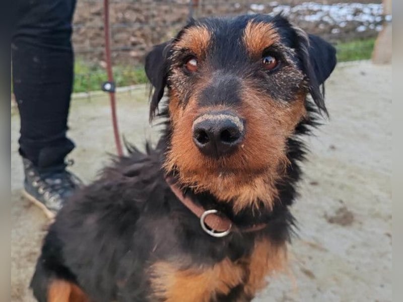 Dino ❤️ neugieriger, aktiver Terrierbub!