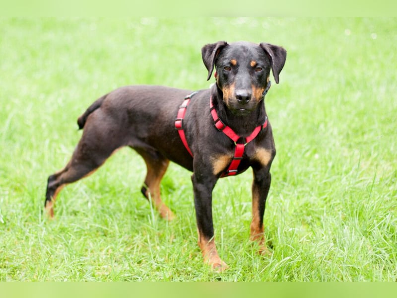 Chapi - quirliger, verschmuster Familienhund - Tierhilfe Franken e.V.