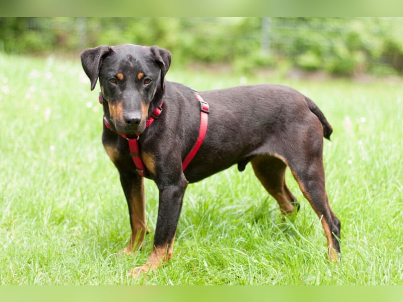 Chapi - quirliger, verschmuster Familienhund - Tierhilfe Franken e.V.