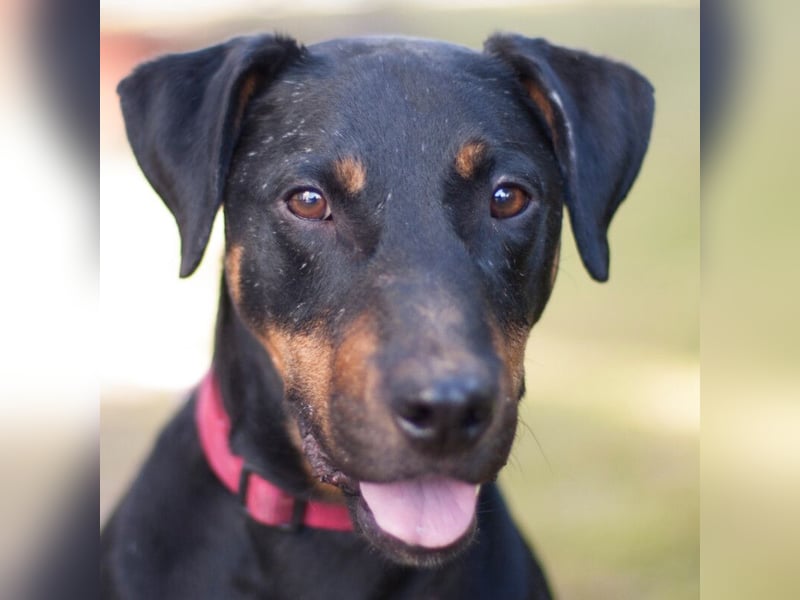 Chapi - quirliger, verschmuster Familienhund - Tierhilfe Franken e.V.