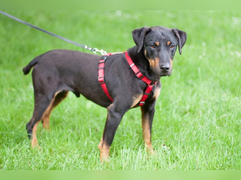 Chapi - quirliger, verschmuster Familienhund - Tierhilfe Franken e.V.