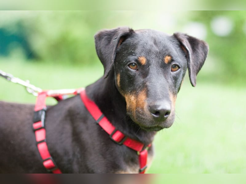 Chapi - quirliger, verschmuster Familienhund - Tierhilfe Franken e.V.