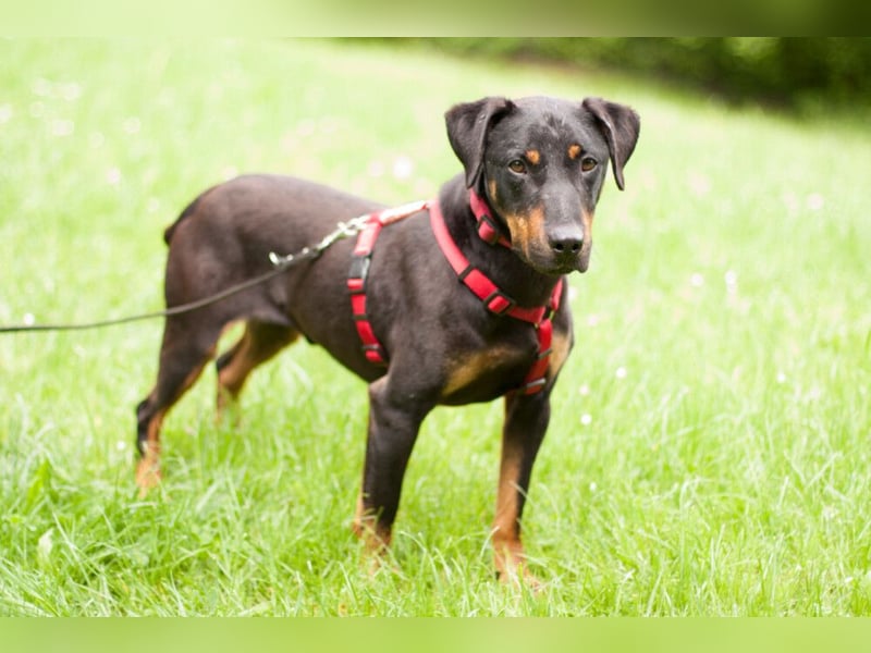 Chapi - quirliger, verschmuster Familienhund - Tierhilfe Franken e.V.