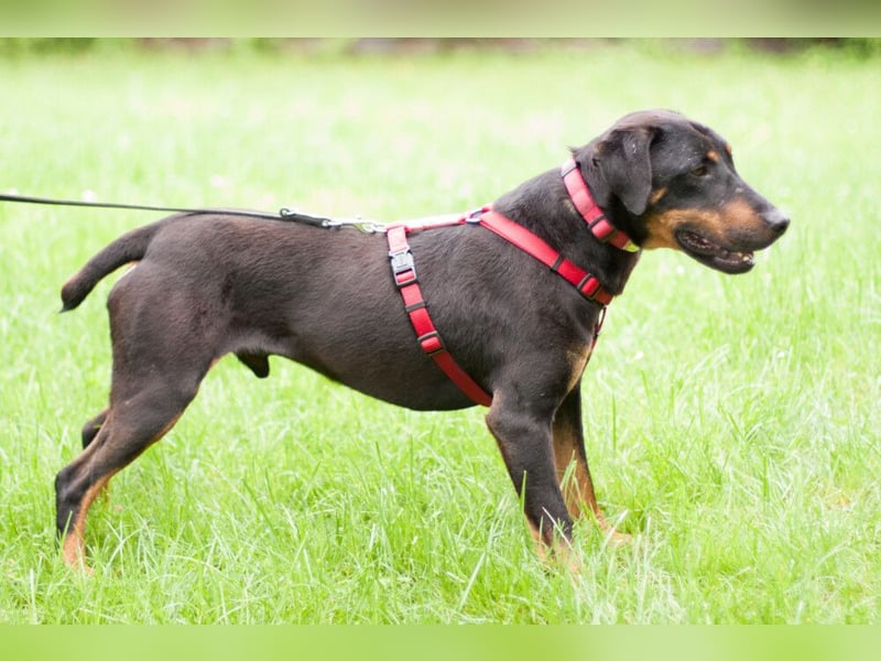 Chapi - quirliger, verschmuster Familienhund - Tierhilfe Franken e.V.