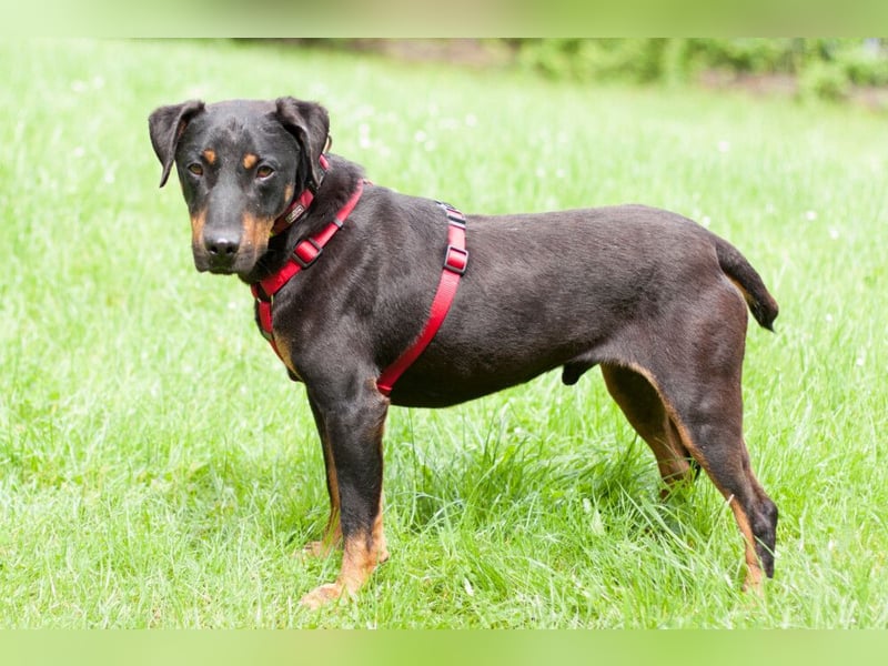 Chapi - quirliger, verschmuster Familienhund - Tierhilfe Franken e.V.