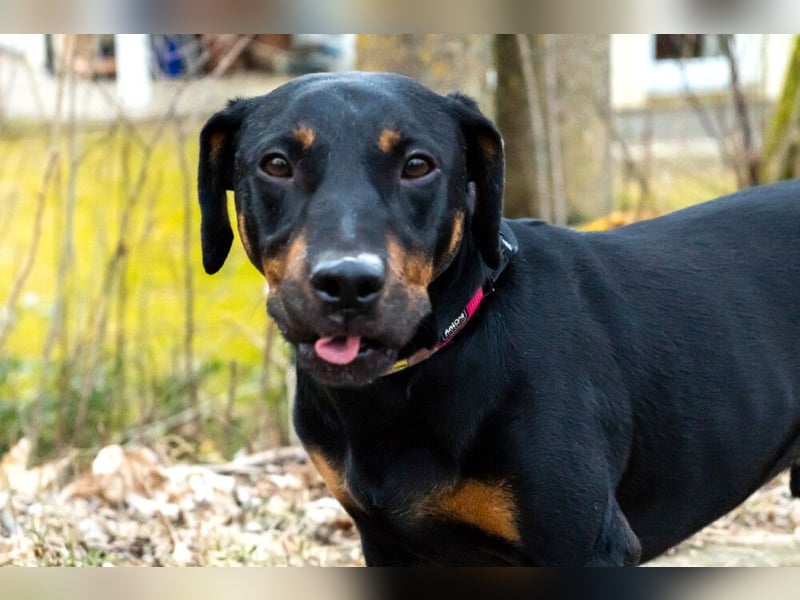 Chapi - quirliger, verschmuster Familienhund - Tierhilfe Franken e.V.