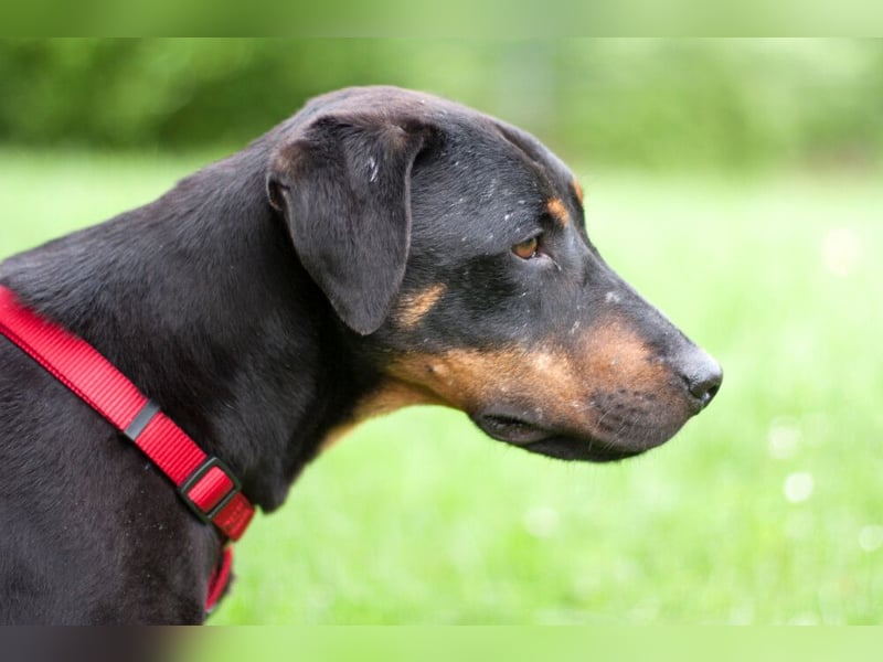 Chapi - quirliger, verschmuster Familienhund - Tierhilfe Franken e.V.