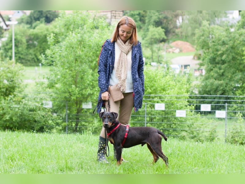 Chapi - quirliger, verschmuster Familienhund - Tierhilfe Franken e.V.