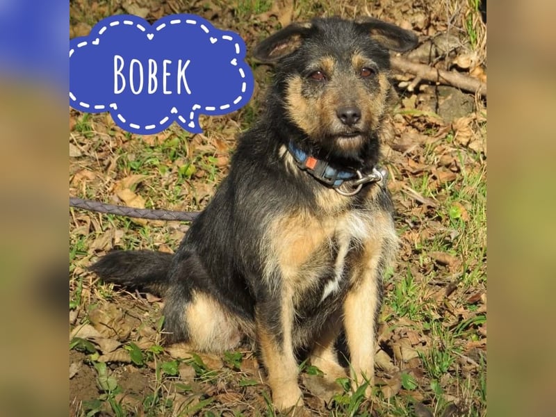 Bobek- ein Schatz zum lieb haben