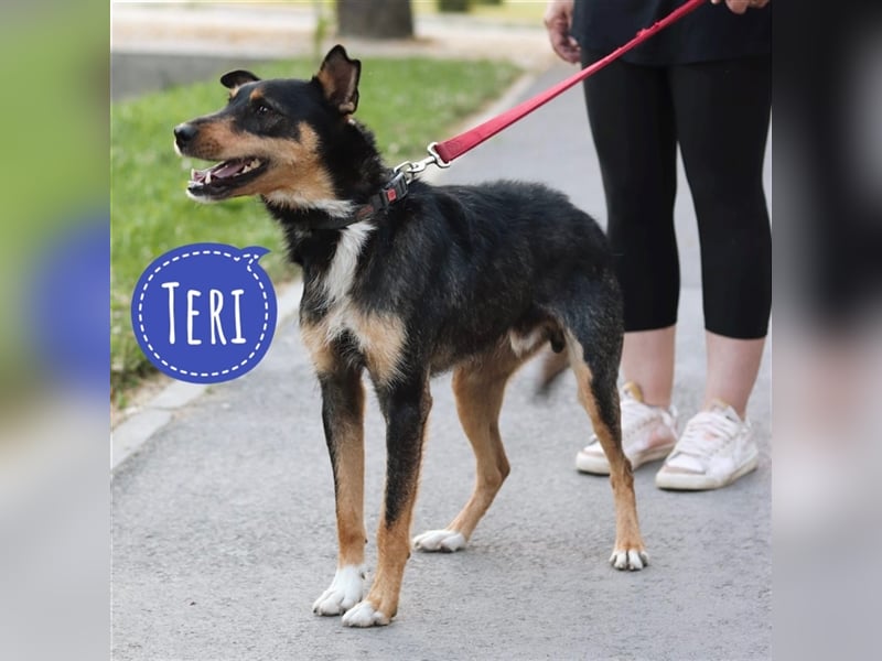 Teri en wundervoller großer Terrier-Mix