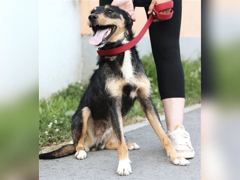Teri en wundervoller großer Terrier-Mix