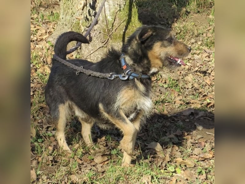 Bobek- ein Schatz zum lieb haben