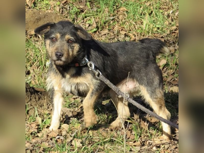 Bobek- ein Schatz zum lieb haben