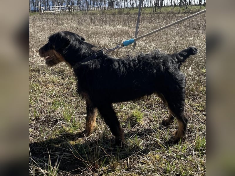 Marko ein kleiner Jagdterrier