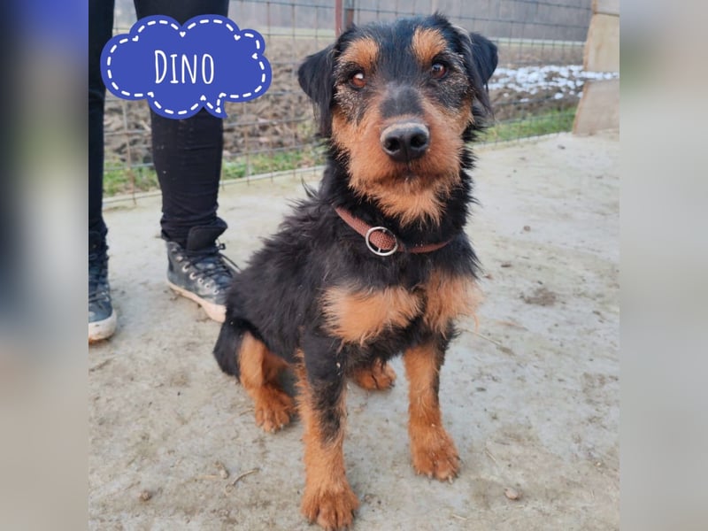 Dino ein verspielter Bub