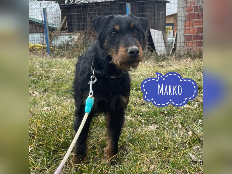 Marko ein kleiner Jagdterrier