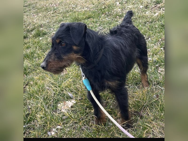 Marko ein kleiner Jagdterrier