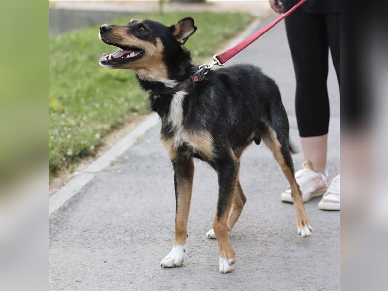 Teri en wundervoller großer Terrier-Mix