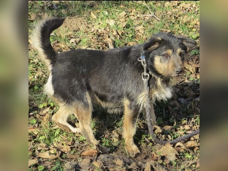 Bobek- ein Schatz zum lieb haben