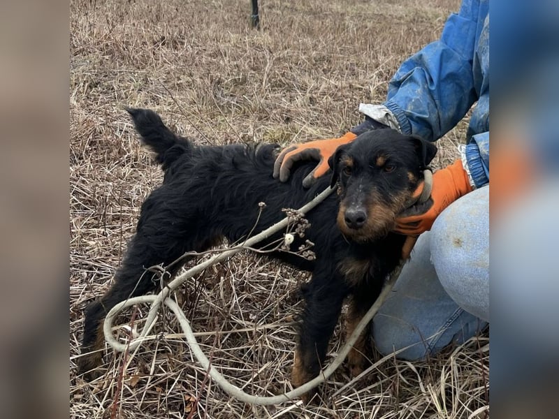 Marko ein kleiner Jagdterrier