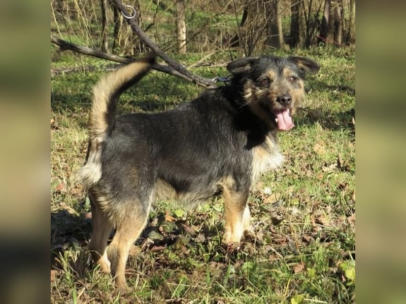 Bobek- ein Schatz zum lieb haben