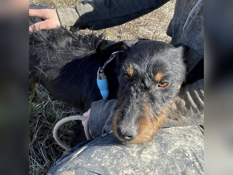 Marko ein kleiner Jagdterrier