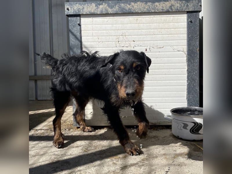 Marko ein kleiner Jagdterrier