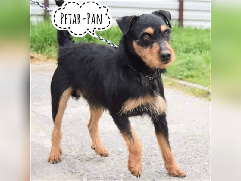 Petar-Pan ein mutiger Zwerg