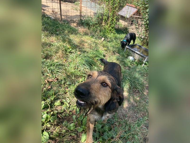 Leo - Jagdterrier Mix