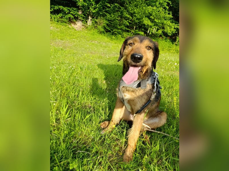 Leo - Jagdterrier Mix
