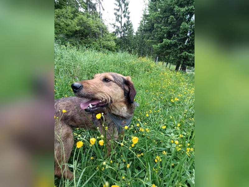 Leo - Jagdterrier Mix