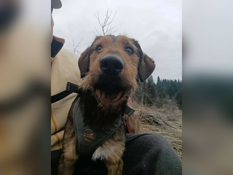 Leo - Jagdterrier Mix