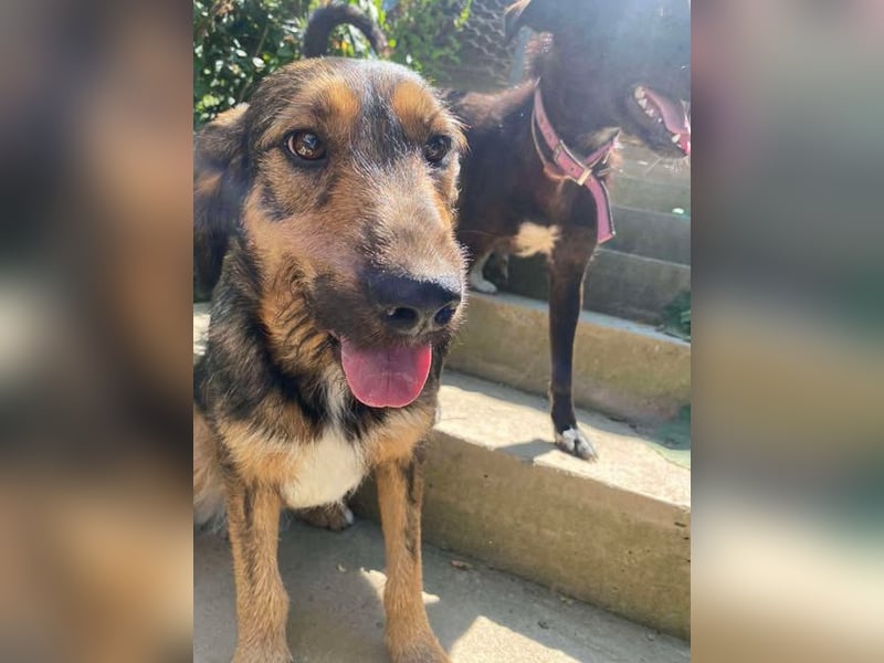Leo - Jagdterrier Mix